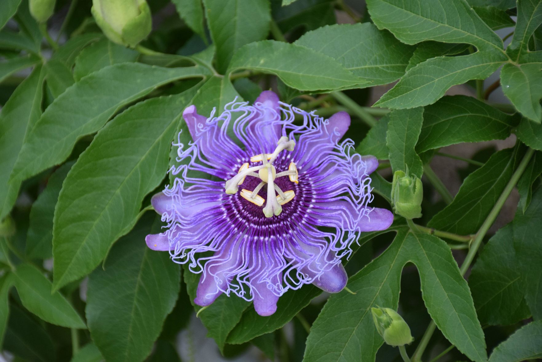 Passionflower.jpg